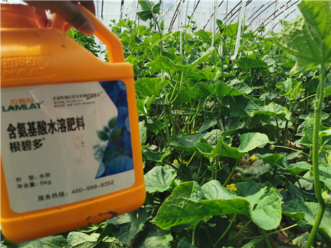 水溶肥，拉姆拉，翠姆