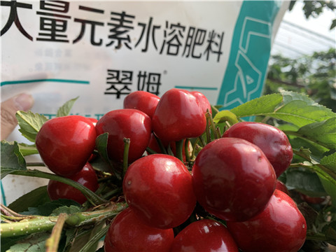 水溶肥，拉姆拉，翠姆