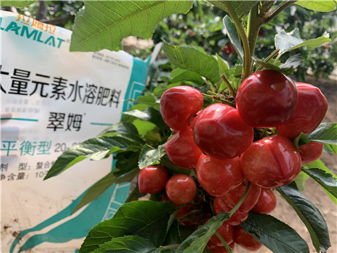 水溶肥，拉姆拉，翠姆