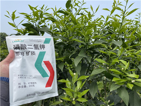 葉面肥，拉姆拉，翠姆