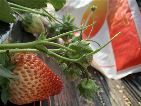 草莓施肥管理，拉姆拉，翠姆