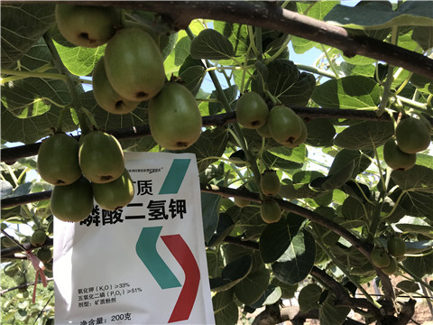 水溶肥，拉姆拉，翠姆