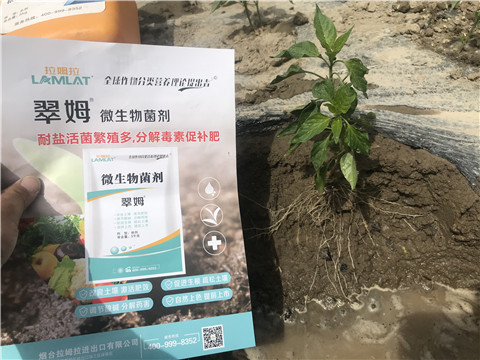 辣椒，拉姆拉，翠姆