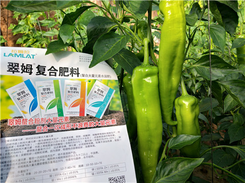 辣椒，拉姆拉，翠姆