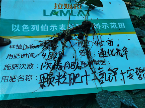 水溶肥，拉姆拉，翠姆