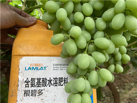 生根劑，翠姆，拉姆拉