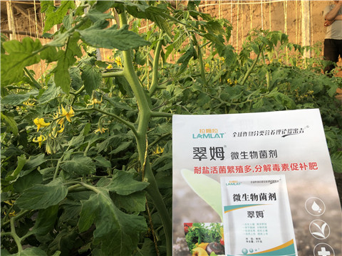 微生物菌劑，翠姆，拉姆拉