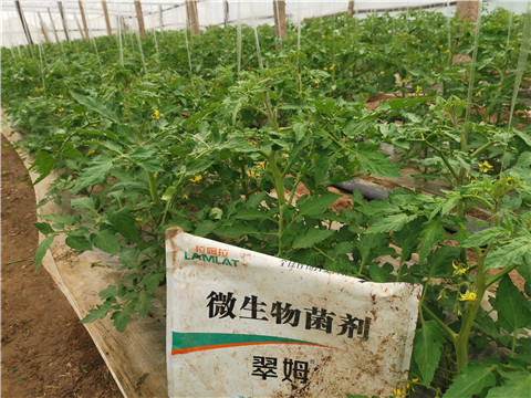 微生物菌劑，翠姆，拉姆拉