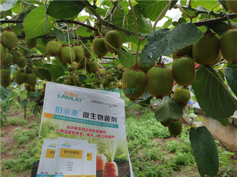 生根劑，翠姆，拉姆拉