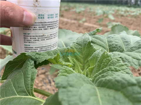 水溶肥，翠姆，拉姆拉