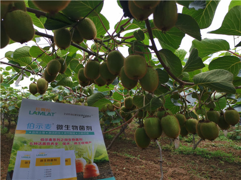 水溶肥，伯示麥，拉姆拉