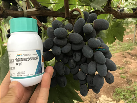 鈣肥，翠姆，拉姆拉