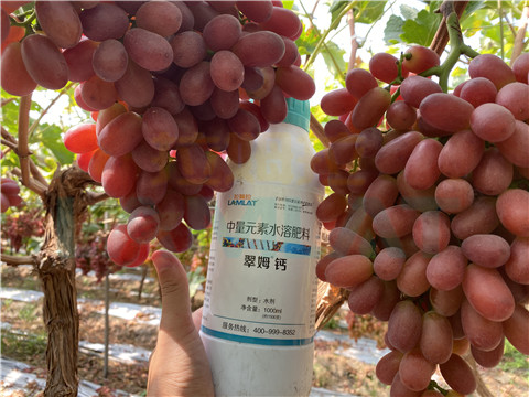 鈣肥，拉姆拉，翠姆