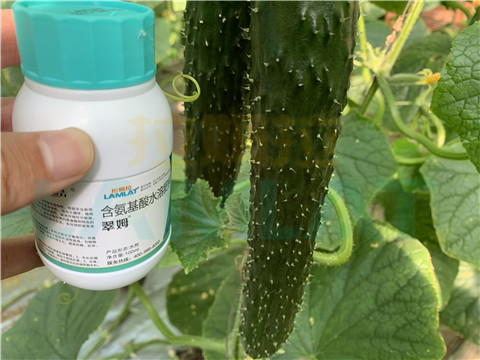 水溶肥，拉姆拉，翠姆