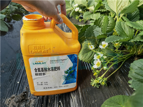水溶肥，拉姆拉，翠姆