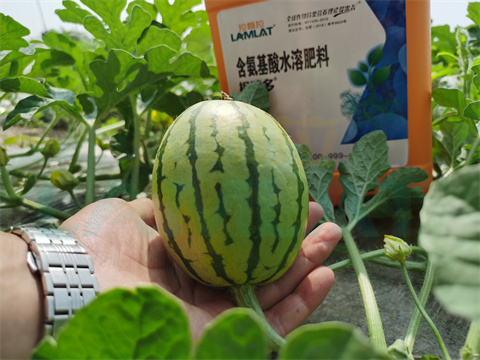 水溶肥，拉姆拉，翠姆