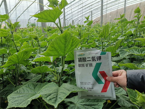 水溶肥，翠姆，拉姆拉