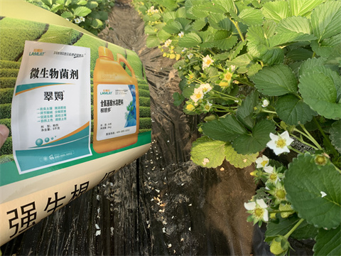 水溶肥價(jià)格，翠姆，草莓水溶肥