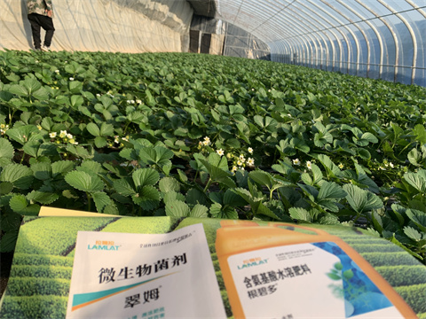 水溶肥價(jià)格，翠姆，草莓水溶肥
